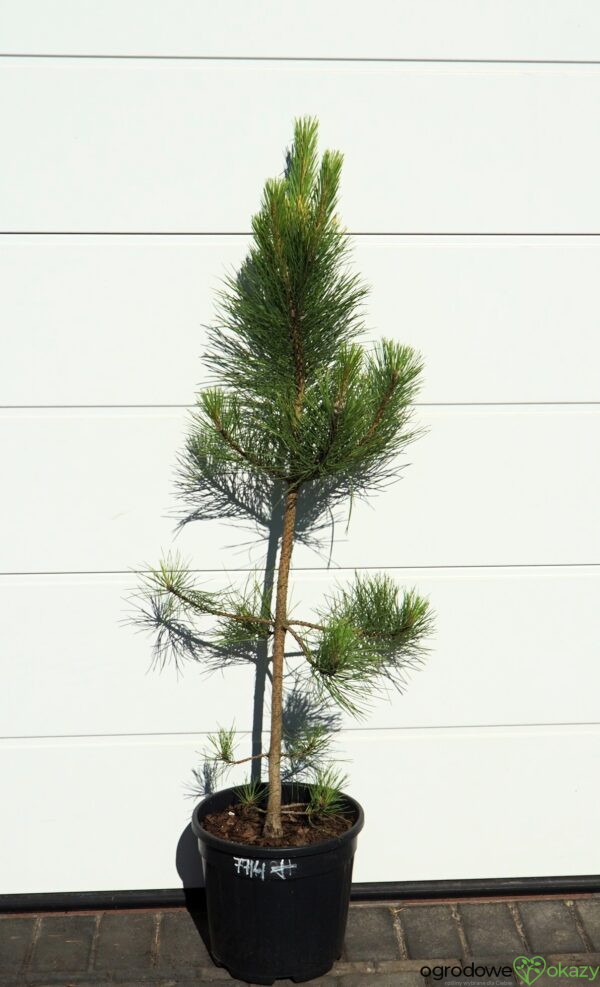 SOSNA CZARNA GOLDFINGER Pinus nigra 'Goldfinger'
