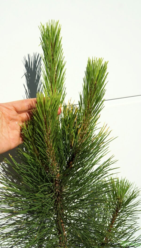 SOSNA CZARNA GOLDFINGER Pinus nigra 'Goldfinger'