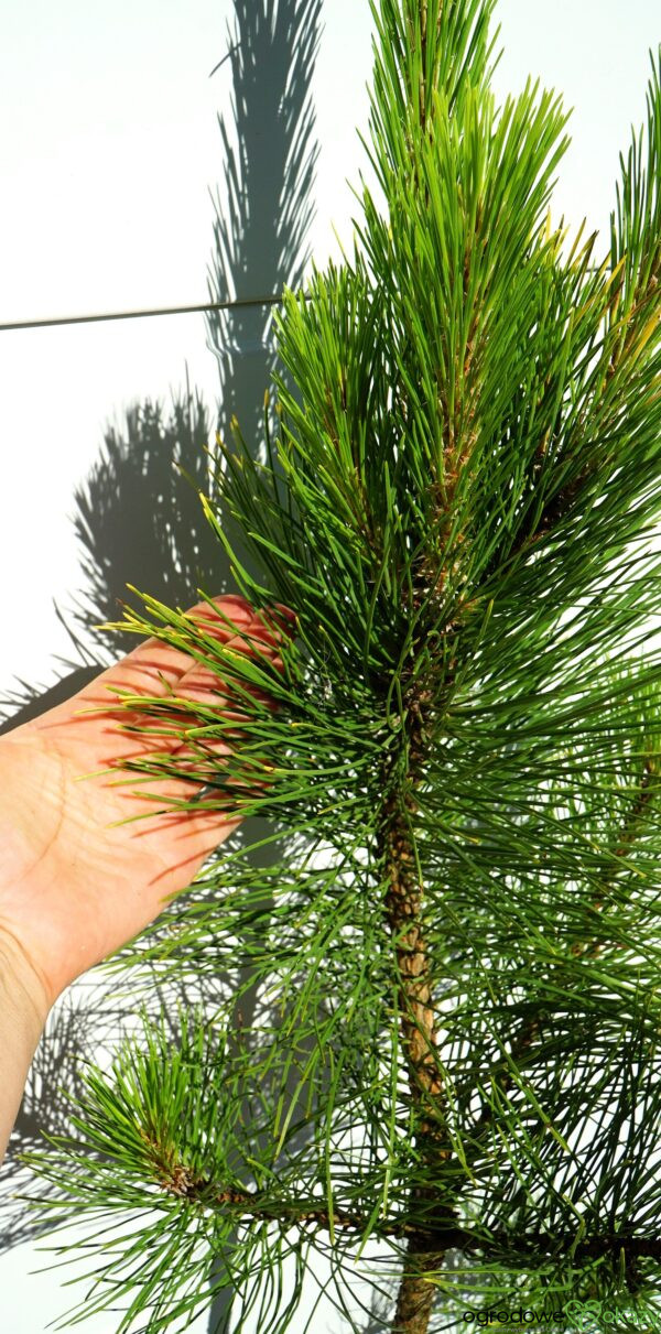 SOSNA CZARNA GOLDFINGER Pinus nigra 'Goldfinger'