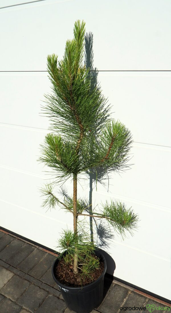 SOSNA CZARNA GOLDFINGER Pinus nigra 'Goldfinger'