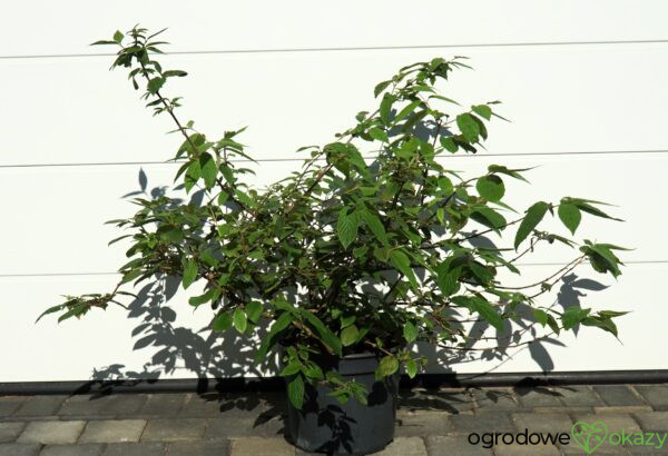 KALINA JAPOŃSKA CASCADE Viburnum plicatum 'Cascade'