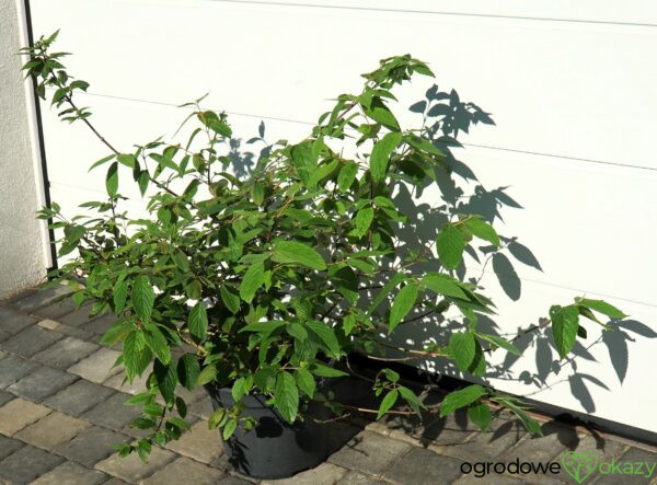 KALINA JAPOŃSKA CASCADE Viburnum plicatum 'Cascade'