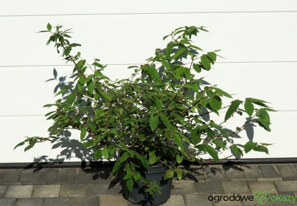 KALINA JAPOŃSKA CASCADE Viburnum plicatum 'Cascade'