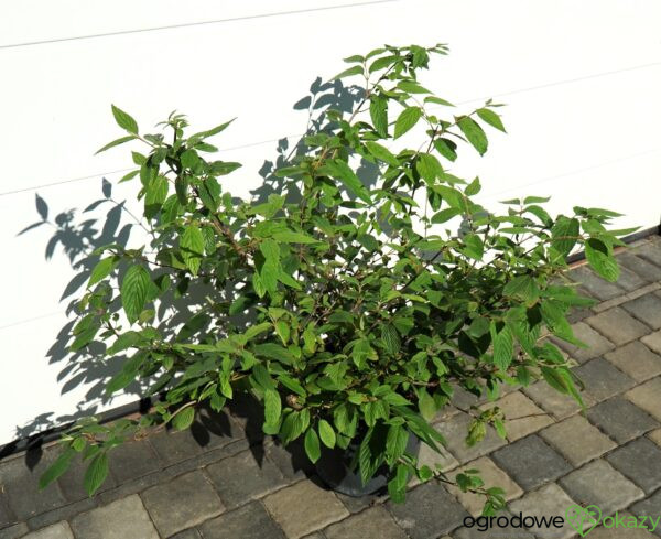 KALINA JAPOŃSKA CASCADE Viburnum plicatum 'Cascade'
