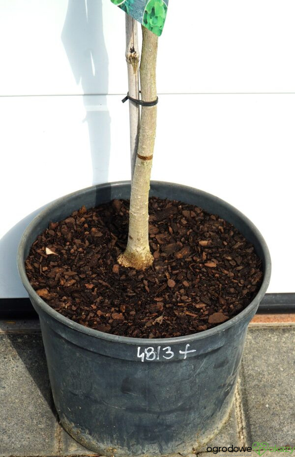 MIŁORZĄB DWUKLAPOWY MARIKEN Ginkgo biloba 'Mariken'