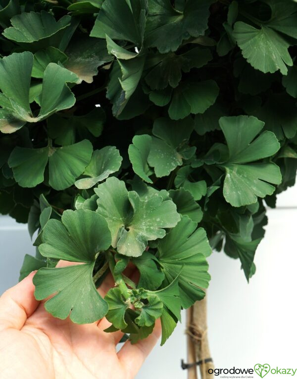MIŁORZĄB DWUKLAPOWY MARIKEN Ginkgo biloba 'Mariken'
