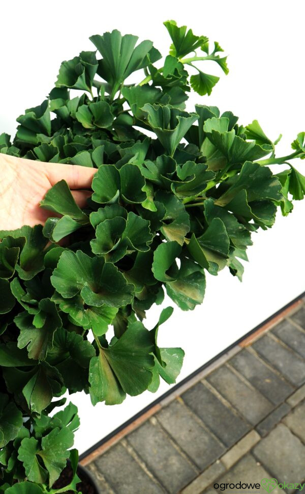 MIŁORZĄB DWUKLAPOWY MARIKEN Ginkgo biloba 'Mariken'