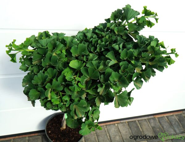 MIŁORZĄB DWUKLAPOWY MARIKEN Ginkgo biloba 'Mariken'