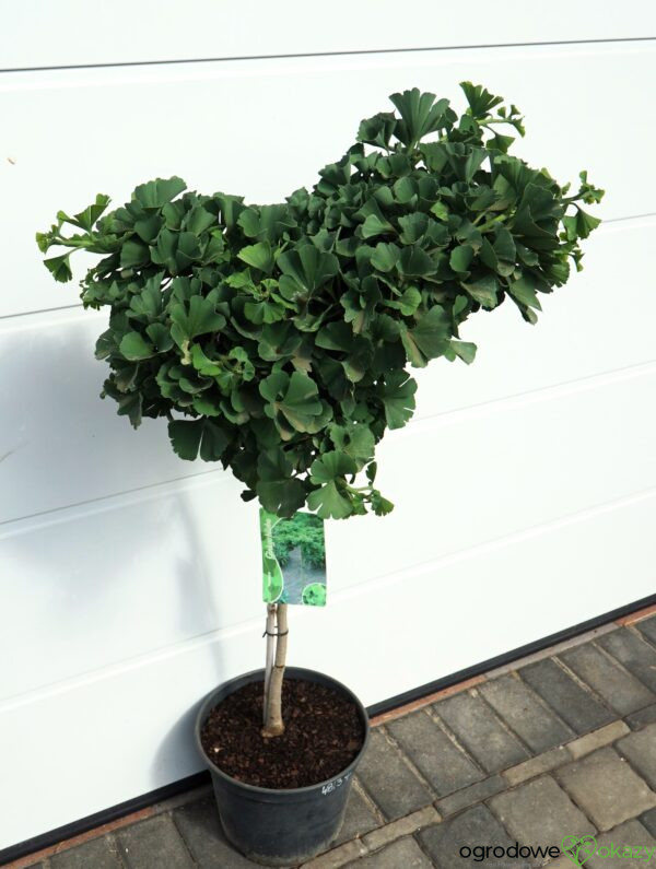MIŁORZĄB DWUKLAPOWY MARIKEN Ginkgo biloba 'Mariken'