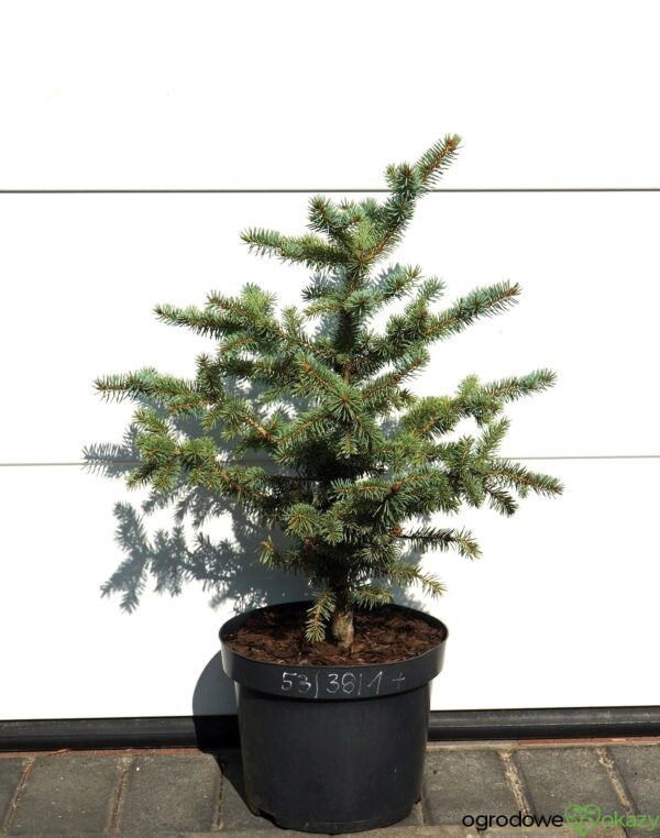 ŚWIERK KŁUJĄCY DONAHUE Picea pungens ’Donahue’