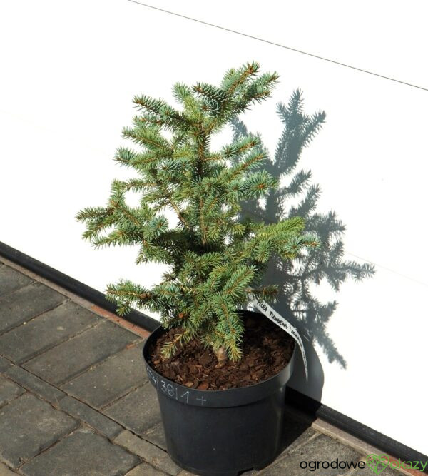 ŚWIERK KŁUJĄCY DONAHUE Picea pungens ’Donahue’
