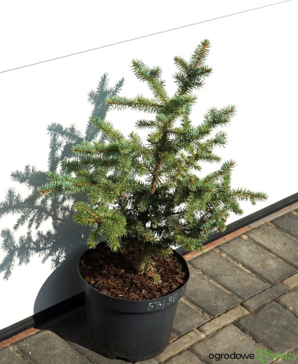 ŚWIERK KŁUJĄCY DONAHUE Picea pungens ’Donahue’