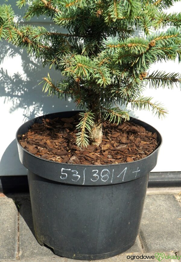 ŚWIERK KŁUJĄCY DONAHUE Picea pungens ’Donahue’