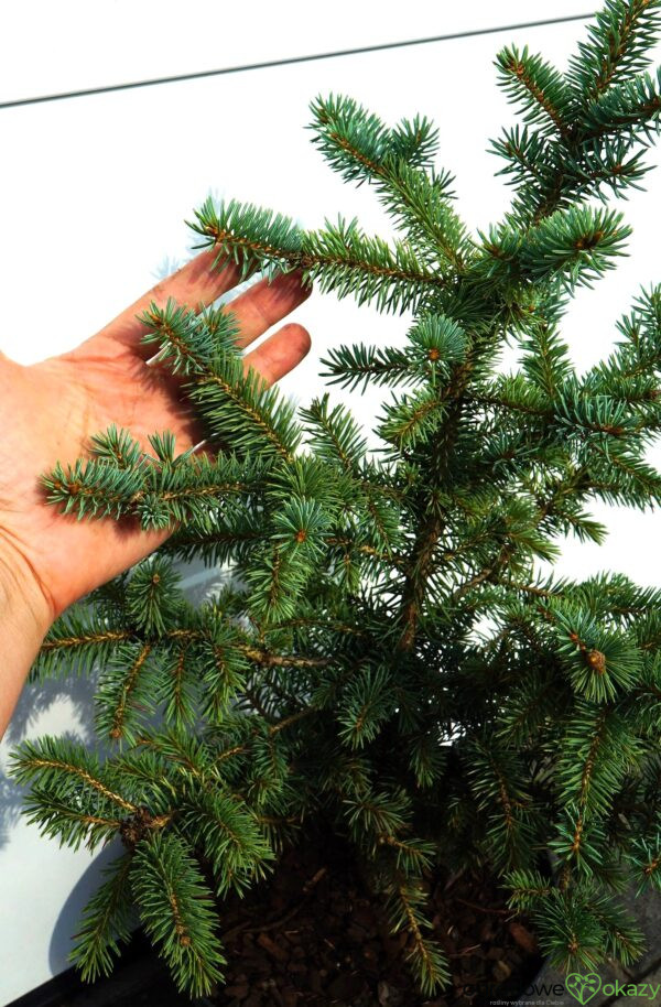 ŚWIERK KŁUJĄCY DONAHUE Picea pungens ’Donahue’