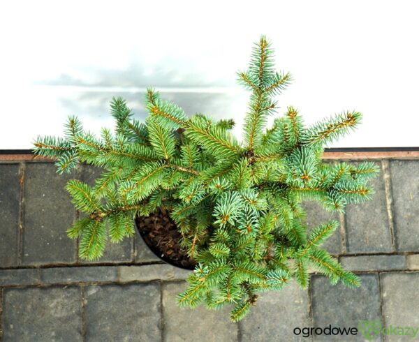 ŚWIERK KŁUJĄCY DONAHUE Picea pungens ’Donahue’