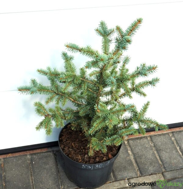 ŚWIERK KŁUJĄCY DONAHUE Picea pungens ’Donahue’