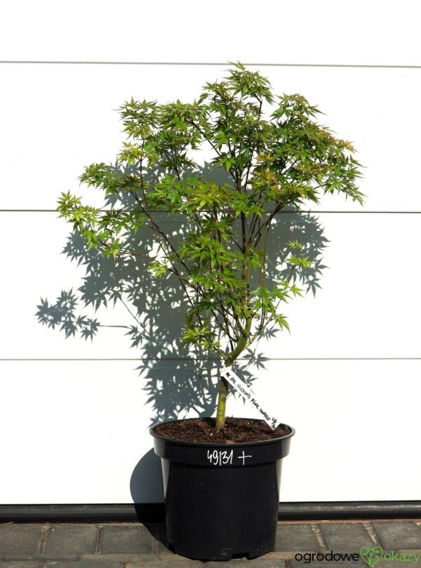 KLON PALMOWY WILSON'S PINK DWARF Acer palmatum 'Wilson's Pink Dwarf'