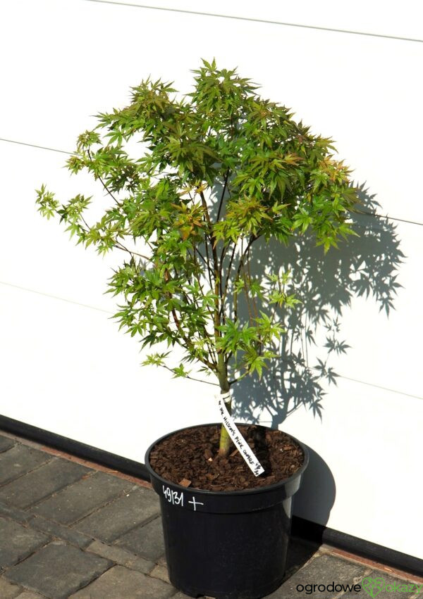 KLON PALMOWY WILSON'S PINK DWARF Acer palmatum 'Wilson's Pink Dwarf'