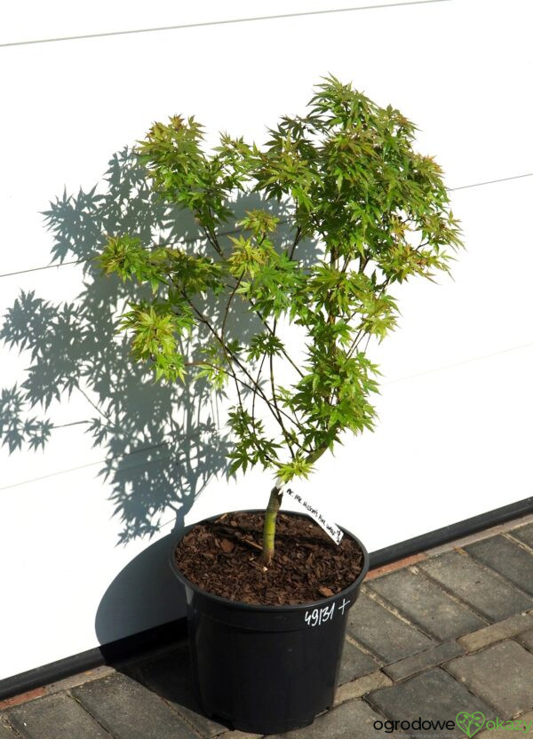 KLON PALMOWY WILSON'S PINK DWARF Acer palmatum 'Wilson's Pink Dwarf'