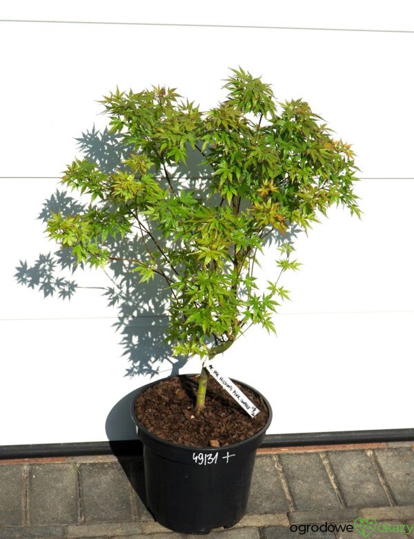 KLON PALMOWY WILSON'S PINK DWARF Acer palmatum 'Wilson's Pink Dwarf'