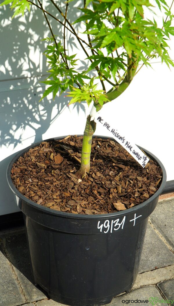 KLON PALMOWY WILSON'S PINK DWARF Acer palmatum 'Wilson's Pink Dwarf'