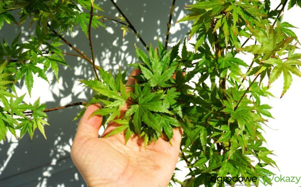KLON PALMOWY WILSON'S PINK DWARF Acer palmatum 'Wilson's Pink Dwarf'