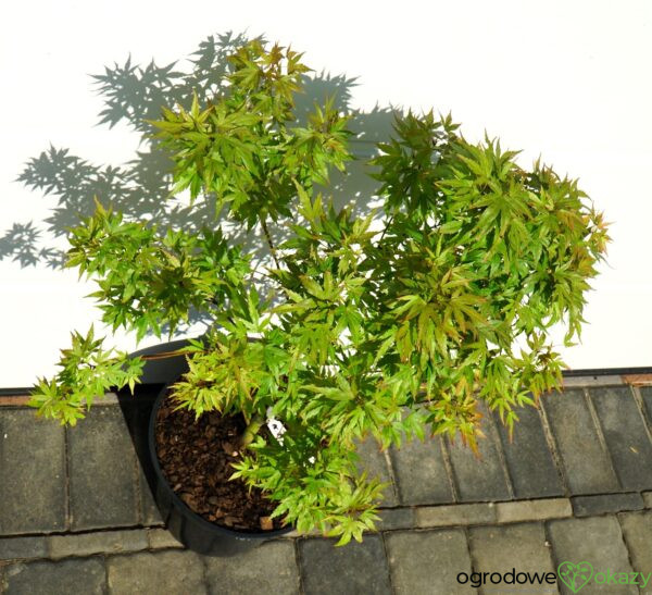 KLON PALMOWY WILSON'S PINK DWARF Acer palmatum 'Wilson's Pink Dwarf'