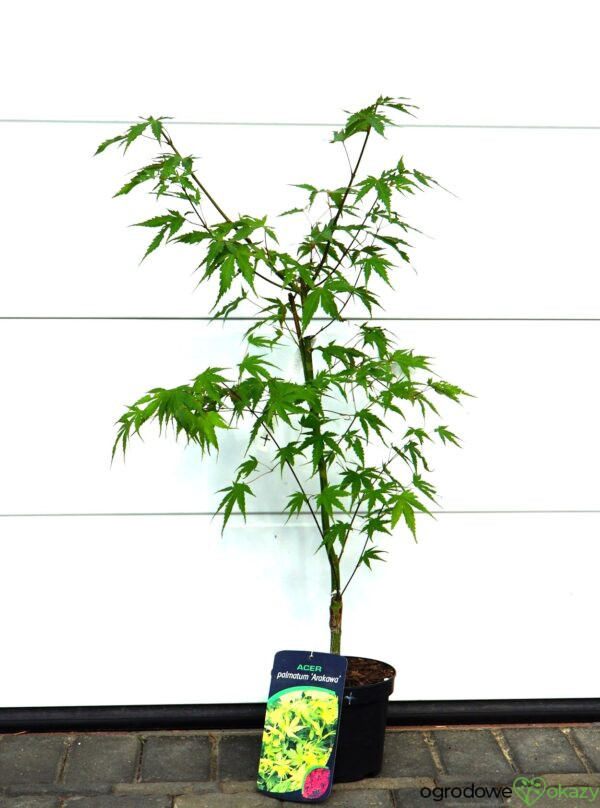 KLON PALMOWY ARAKAWA Acer palmatum 'Arakawa'