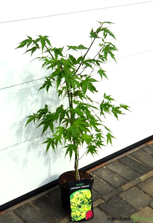 KLON PALMOWY ARAKAWA Acer palmatum 'Arakawa'