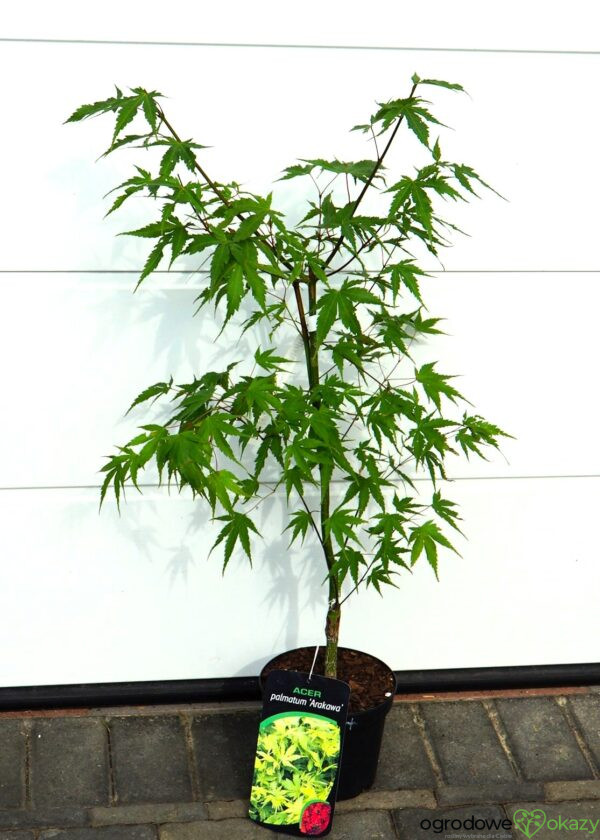 KLON PALMOWY ARAKAWA Acer palmatum 'Arakawa'