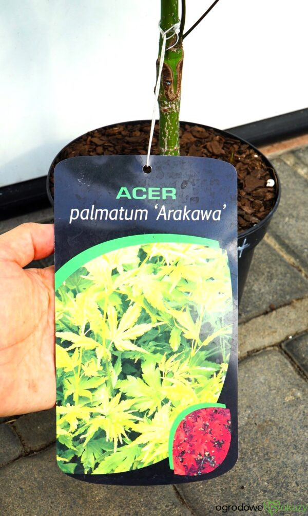 KLON PALMOWY ARAKAWA Acer palmatum 'Arakawa'