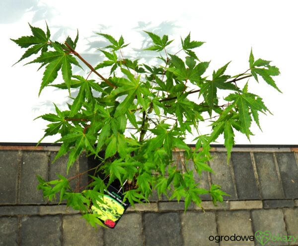 KLON PALMOWY ARAKAWA Acer palmatum 'Arakawa'