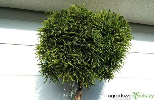 SZYDLICA JAPOŃSKA LITTLE CHAMPION Cryptomeria japonica 'Little Champion'