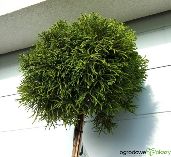 SZYDLICA JAPOŃSKA LITTLE CHAMPION Cryptomeria japonica 'Little Champion'