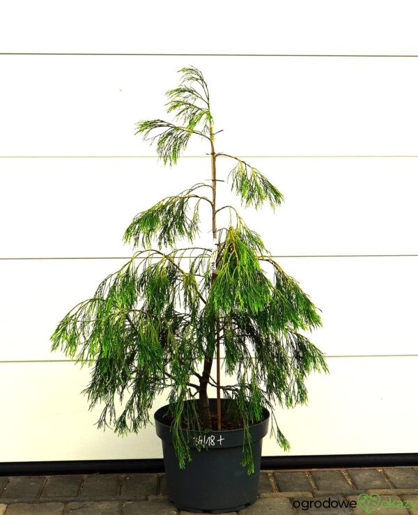 CYPRYSIK LAWSONA KARACA Chamaecyparis lawsoniana 'Karaca'