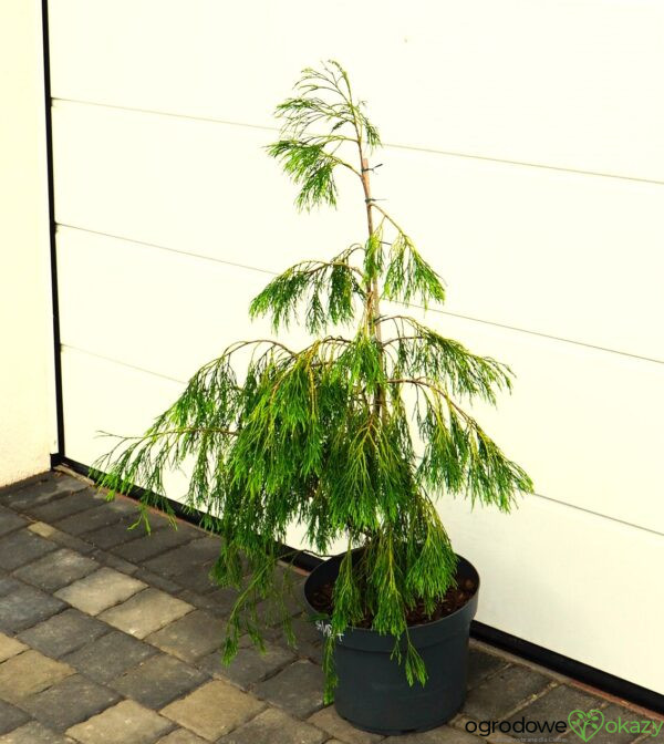 CYPRYSIK LAWSONA KARACA Chamaecyparis lawsoniana 'Karaca'