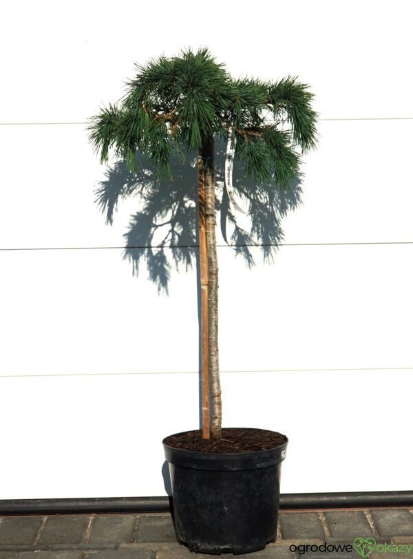 CEDR LIBAŃSKI HEDGEHOG Cedrus Libani 'Hedgehog'