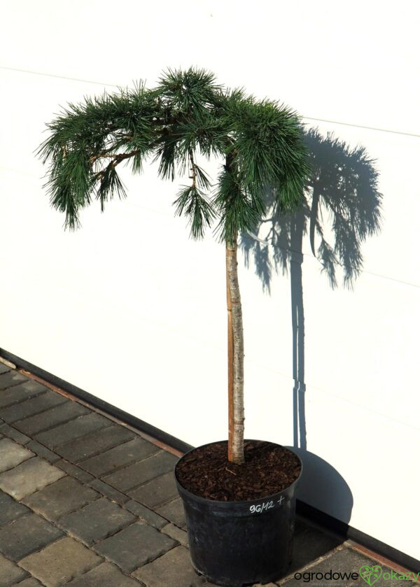 CEDR LIBAŃSKI HEDGEHOG Cedrus Libani 'Hedgehog'