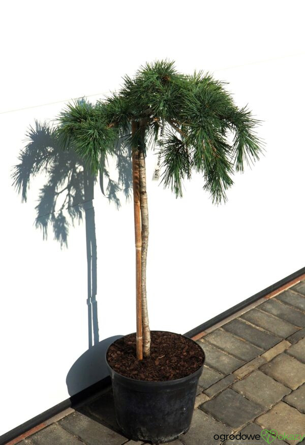 CEDR LIBAŃSKI HEDGEHOG Cedrus Libani 'Hedgehog'