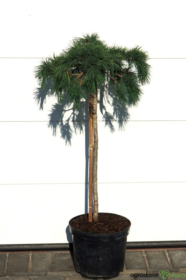 CEDR LIBAŃSKI HEDGEHOG Cedrus Libani 'Hedgehog'