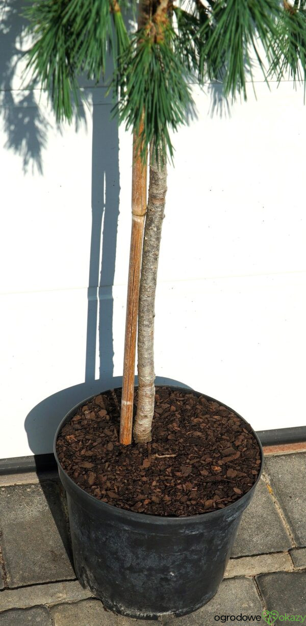 CEDR LIBAŃSKI HEDGEHOG Cedrus Libani 'Hedgehog'