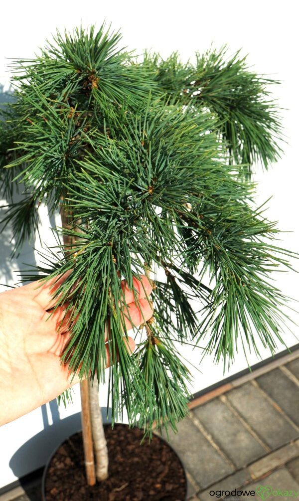 CEDR LIBAŃSKI HEDGEHOG Cedrus Libani 'Hedgehog'