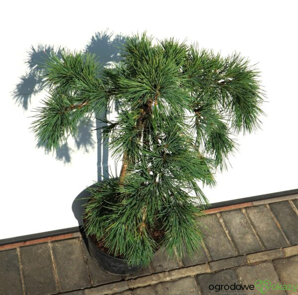 CEDR LIBAŃSKI HEDGEHOG Cedrus Libani 'Hedgehog'