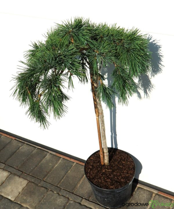 CEDR LIBAŃSKI HEDGEHOG Cedrus Libani 'Hedgehog'
