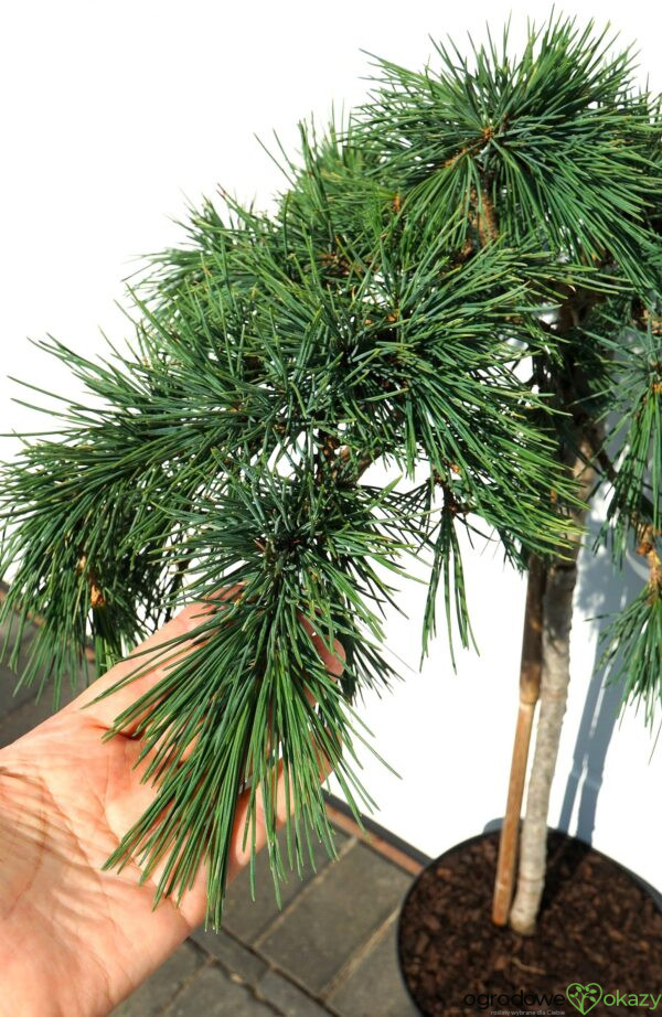 CEDR LIBAŃSKI HEDGEHOG Cedrus Libani 'Hedgehog'
