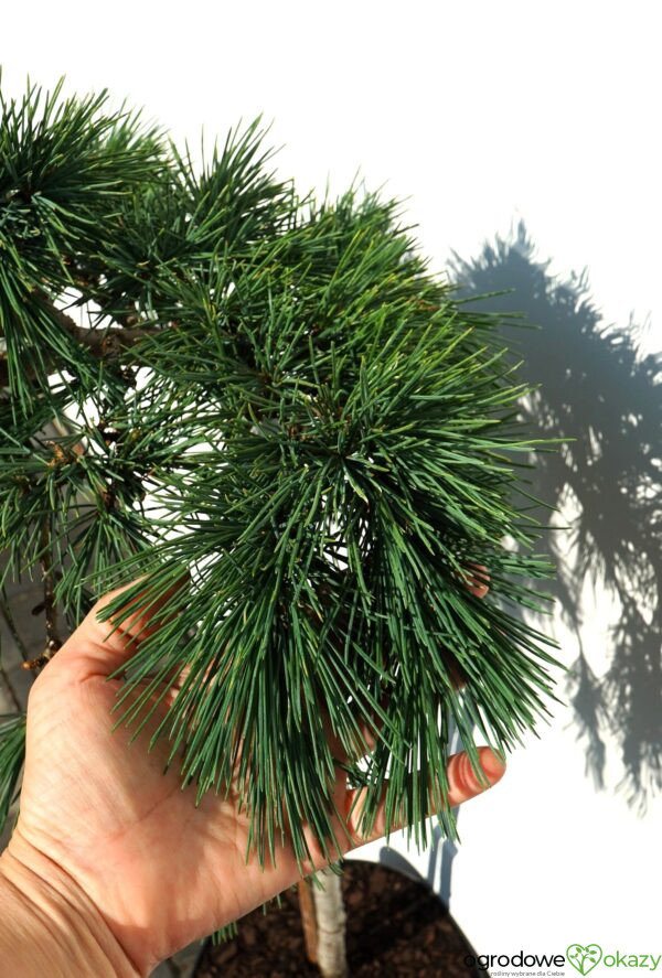 CEDR LIBAŃSKI HEDGEHOG Cedrus Libani 'Hedgehog'