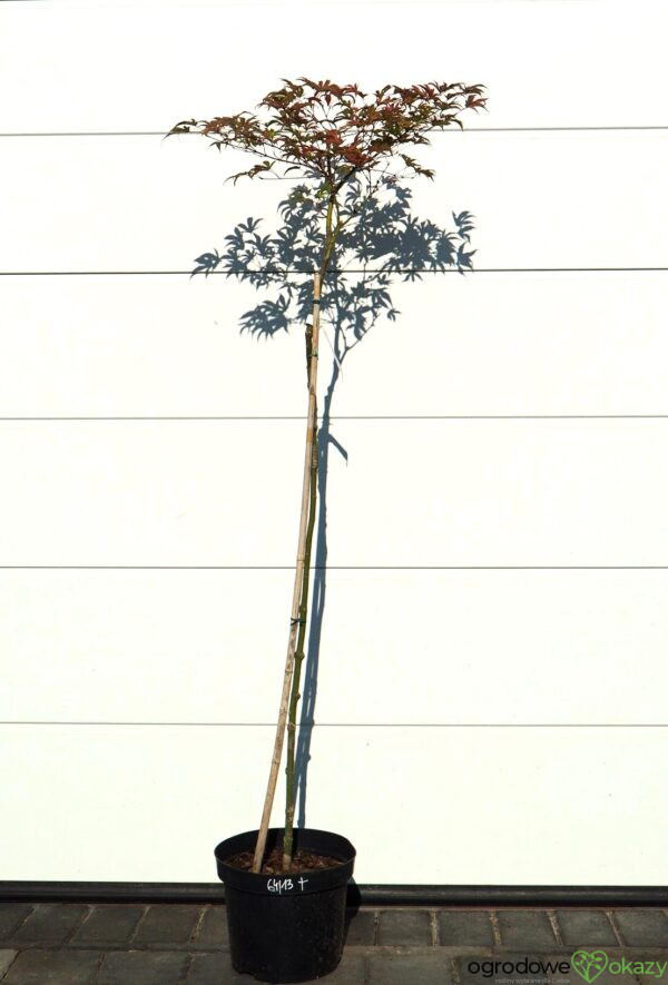 KLON PALMOWY GEISHA GONE WILD Acer palmatum 'Geisha Gone Wild'