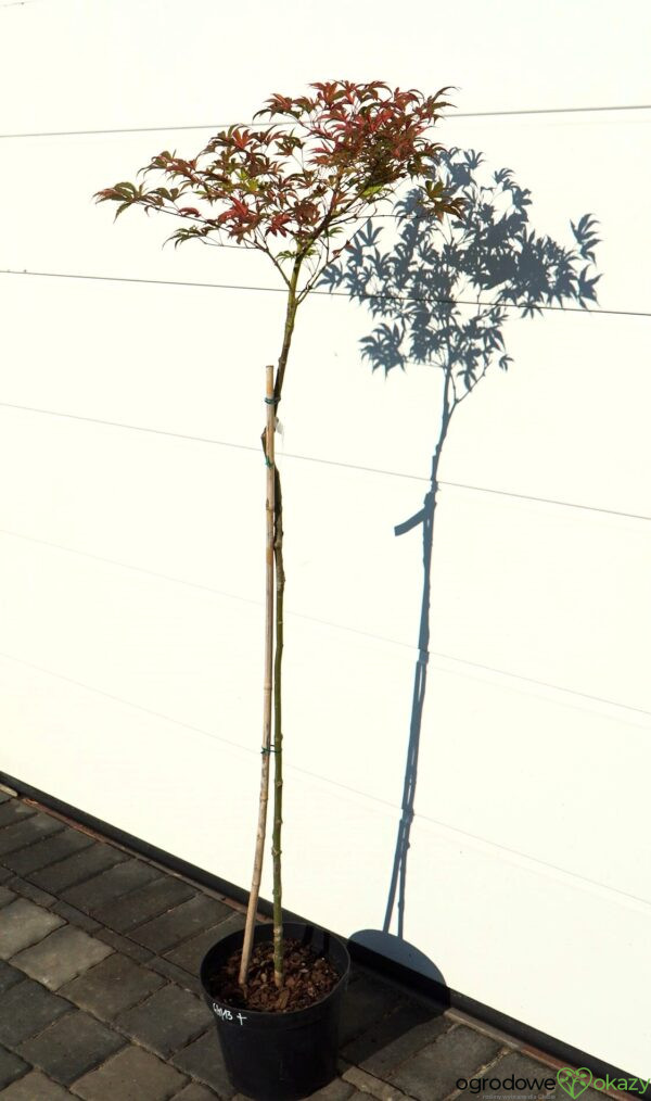 KLON PALMOWY GEISHA GONE WILD Acer palmatum 'Geisha Gone Wild'