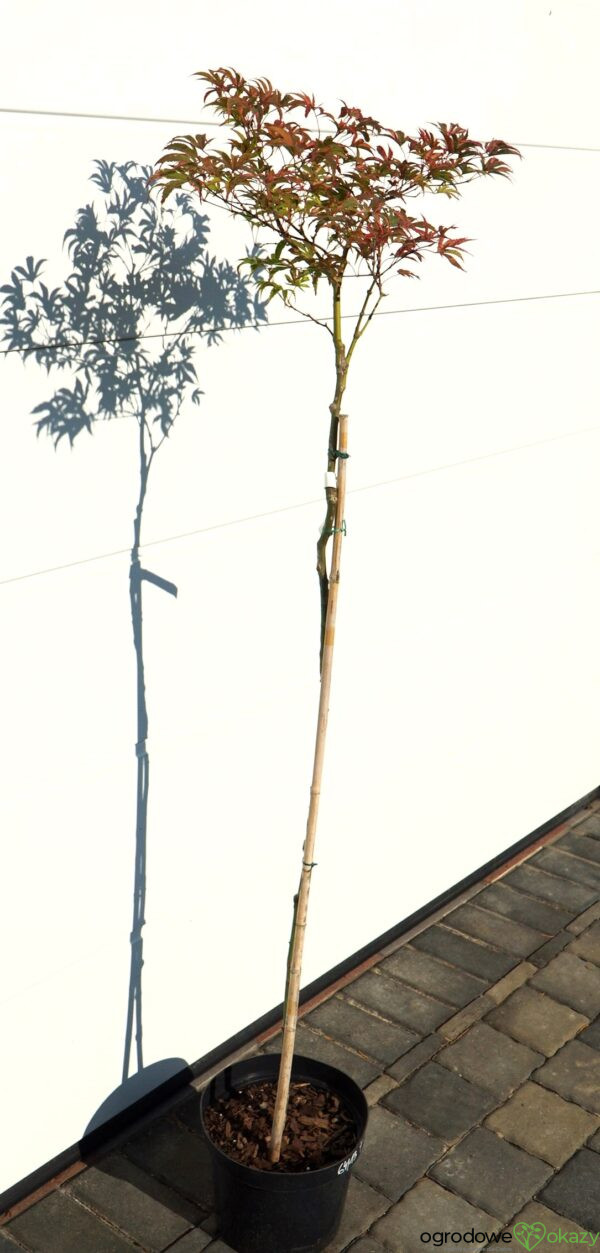 KLON PALMOWY GEISHA GONE WILD Acer palmatum 'Geisha Gone Wild'