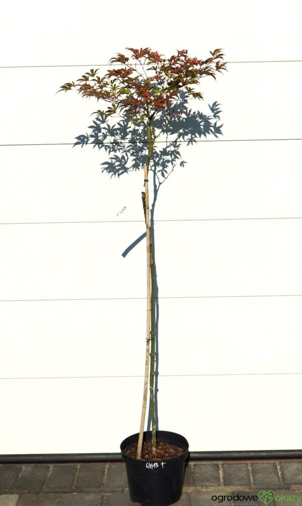 KLON PALMOWY GEISHA GONE WILD Acer palmatum 'Geisha Gone Wild'